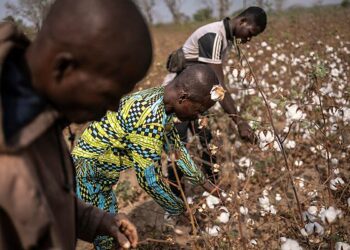 Jami’an Shirin Tallafa Wa Noman Auduga Na Kasar Sin Karo Na 4 Sun Isa Kasar Benin