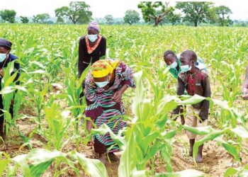 Manoma Da Dama Za Su Yi Watsi Da Fannin Noma A Taraba A 2026  -AFAN
