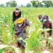 Beijing Manoma Da Dama Za Su Yi Watsi Da Fannin Noma A Taraba A 2026 -AFAN