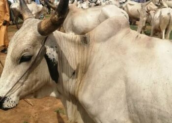 Gwamnatin Bauchi Ta Rufe Kasuwannin Shanu 25 Saboda Matsalar Tsaro