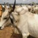 Gwamnatin Bauchi Ta Rufe Kasuwannin Shanu 25 Saboda Matsalar Tsaro