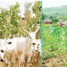 Sabon Tsarin Tattaunawa Don Kawo Karshen Rikicin Fulani Makiyaya Da Manoma
