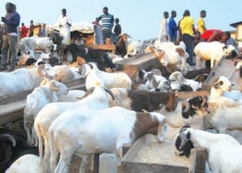 Sallar Bana: Yadda Tsadar Ragunan Layya Ke Neman Dusashe Armashinta