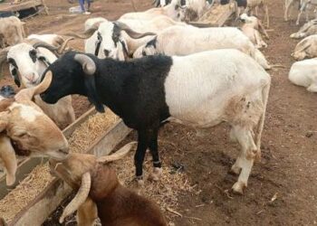 Babbar Sallah: Farashin Raguna Da Kayan Abinci Ya Yi Tashin Gwauron Zabi A Kaduna