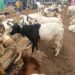 Babbar Sallah: Farashin Raguna Da Kayan Abinci Ya Yi Tashin Gwauron Zabi A Kaduna