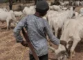Rikicin Manoma Da Makiyaya Ya Kashe Mutane 7, Ya Jikkata 6 A Bauchi