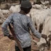 Rikicin Manoma Da Makiyaya Ya Kashe Mutane 7, Ya Jikkata 6 A Bauchi