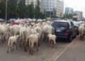 Kiwon Shanu A Titunan Abuja Barazana Ne Ga Tsaron Nijeriya —Wike