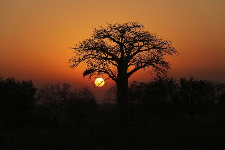 Kuka The sun rises behind a baobab tree in the Save Valley Conservancy, Zimbabwe on Wednesday, July 10, 2024. (AP Photo/Tsvangirayi Mukwazhi)