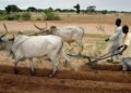 Me Ya Sa Har Yanzu Manoma A Arewa Suka Gwammace Yin Noma Da Galmar Shanu