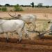 Me Ya Sa Har Yanzu Manoma A Arewa Suka Gwammace Yin Noma Da Galmar Shanu