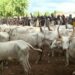 An Gurfanar Da Makiyaya 2 Kan Kiwo Ba Bisa Ƙa’ida Ba A Ekiti