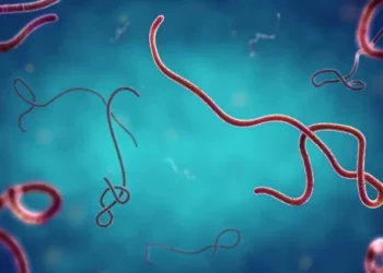 Babu Rigakafi Ko Maganin Nau’in Ebolar Da Ta Ɓulla A Nijeriya – WHO
