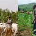 Rayuka Sun Salwanta A Sabon Rikicin Manoma Da Makiyaya A Abuja