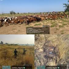 Sojoji Sun Daƙile Ƙwanton Ɓauna, Sun Ceto Makiyaya 2, Sun Ƙwato Dabbobi 520 A Sokoto